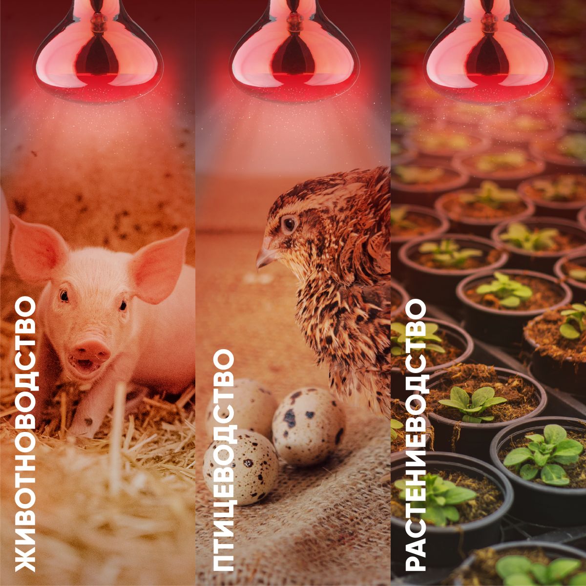 Инфракрасная лампа для обогрева животных и освещения Эра ИКЗК 220-250 R127 Б0055442 в Санкт-Петербурге