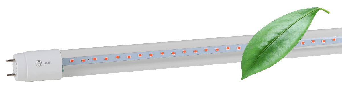 Фитолампа для растений Эра FITO-18W-RB-Т8-G13-NL Б0042990 в Санкт-Петербурге