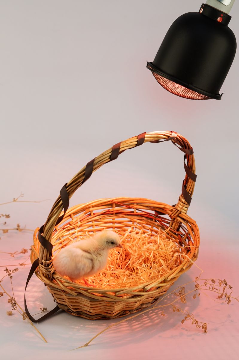 Светильник для террариумов и брудеров Эра FITO-E27-SHADE Б0053286 в #REGION_NAME_DECLINE_PP#