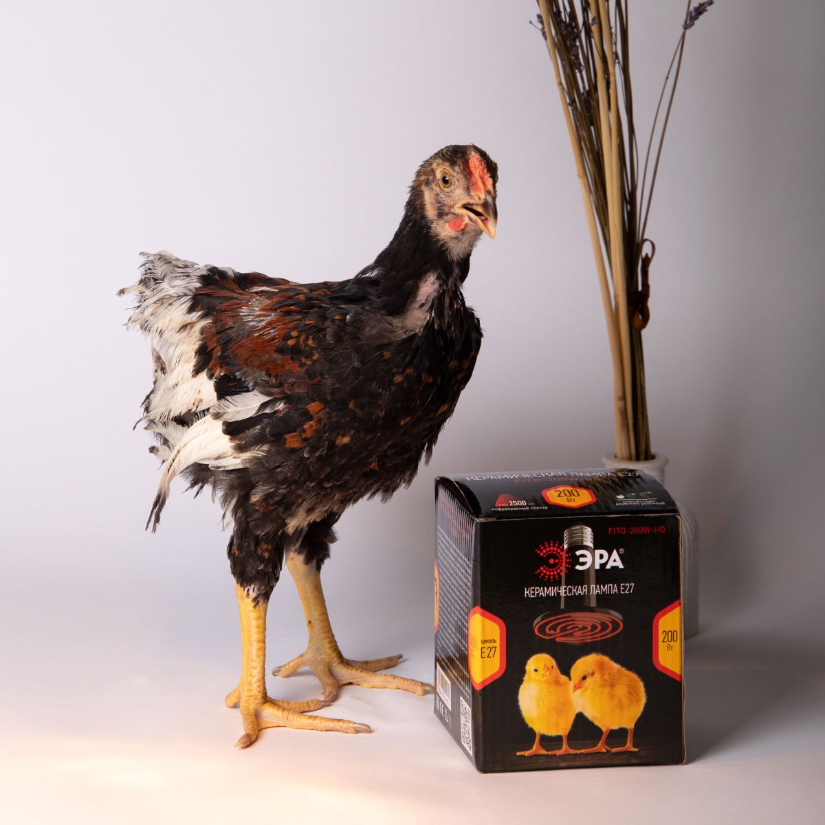 Инфракрасная лампа для брудера, рептилий Эра CeramiHeat FITO-100W-НQ Б0052715 в Санкт-Петербурге