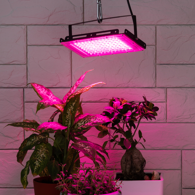Фитопрожектор для растений Эра FITO-80W-RB-LED-Y Б0053082 в Санкт-Петербурге