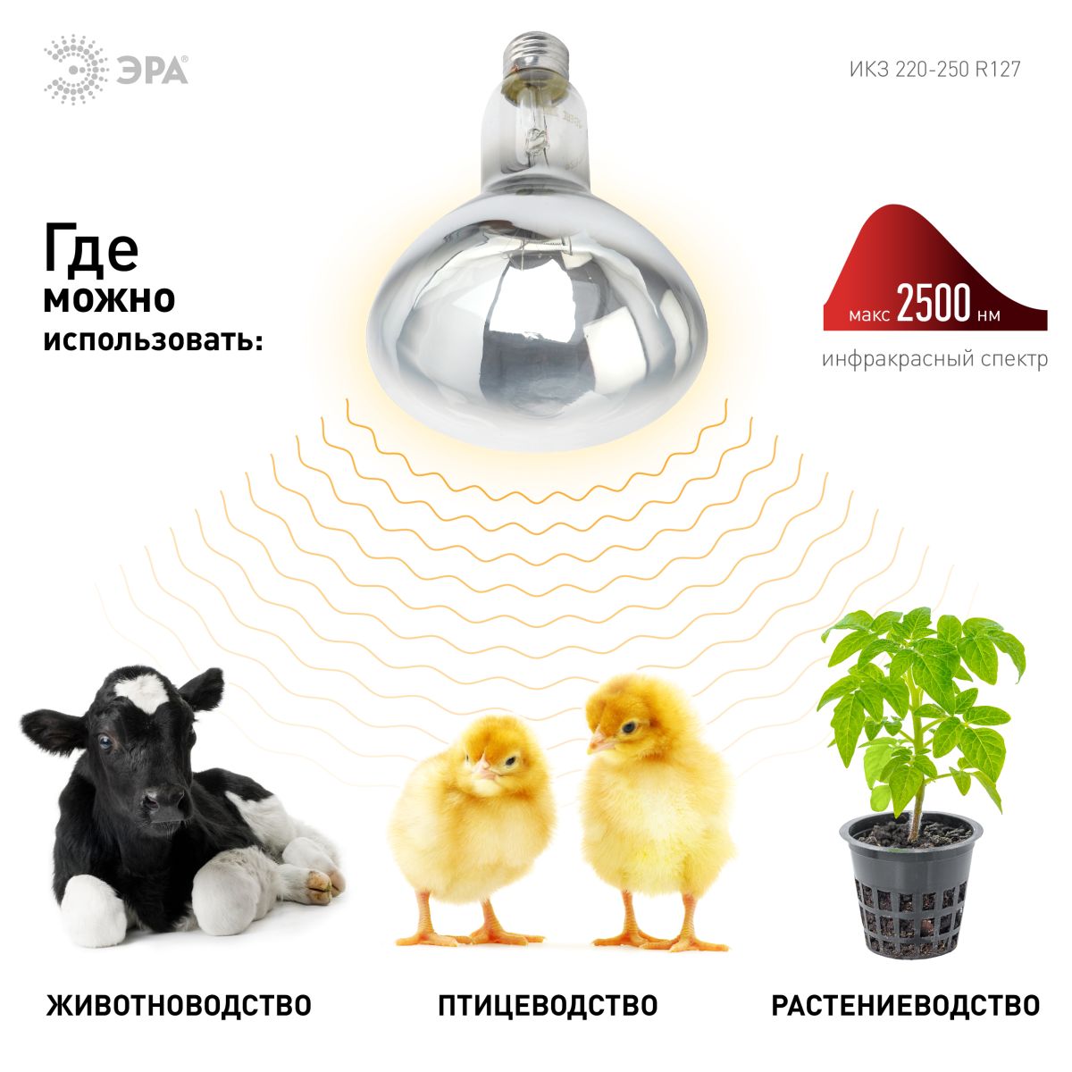Инфракрасная лампа для обогрева животных Эра ИКЗ 220-250 R127 E27 Б0042991 в Санкт-Петербурге