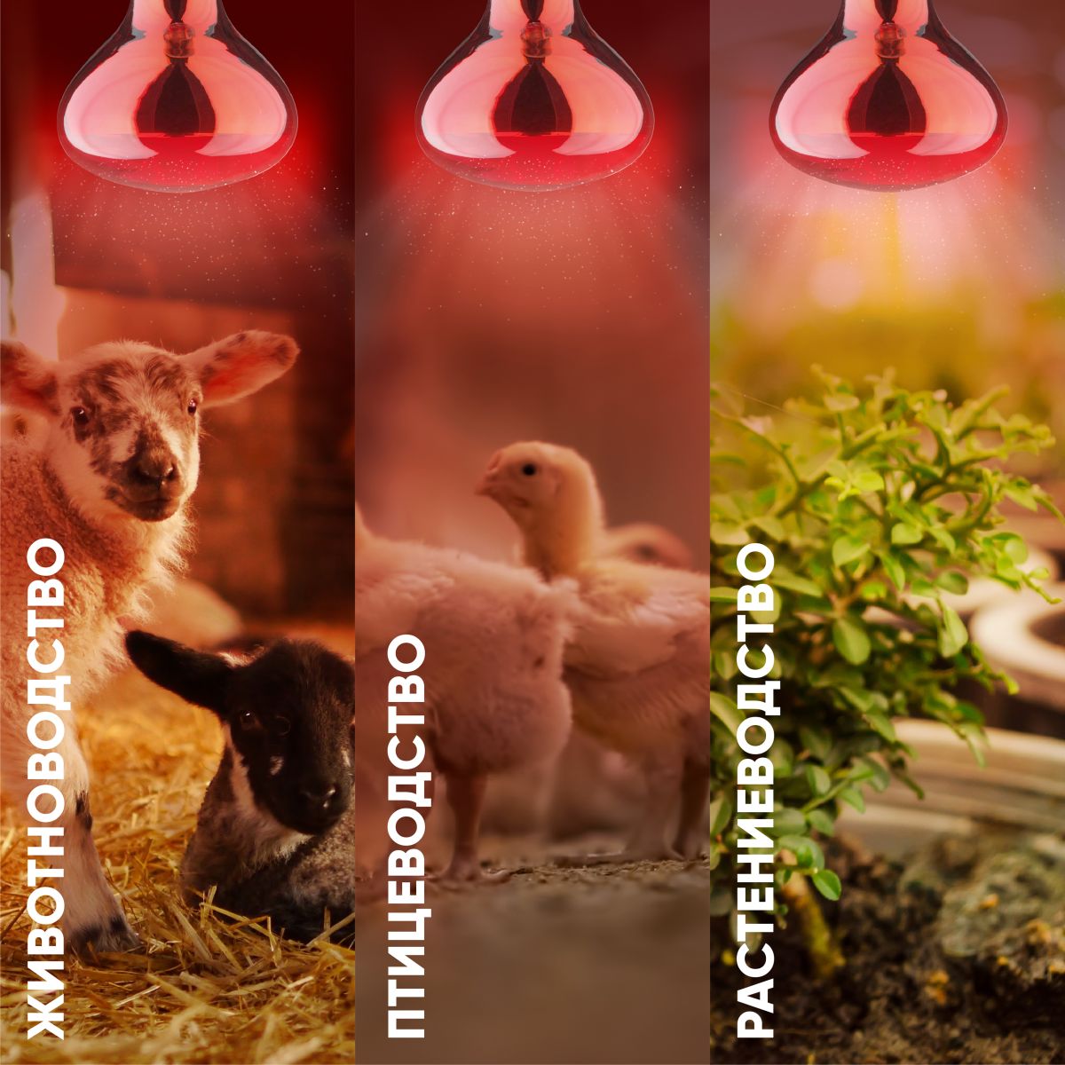 Инфракрасная лампа для обогрева животных и освещения Эра ИКЗК 230-150 R127 Б0055441 в Санкт-Петербурге