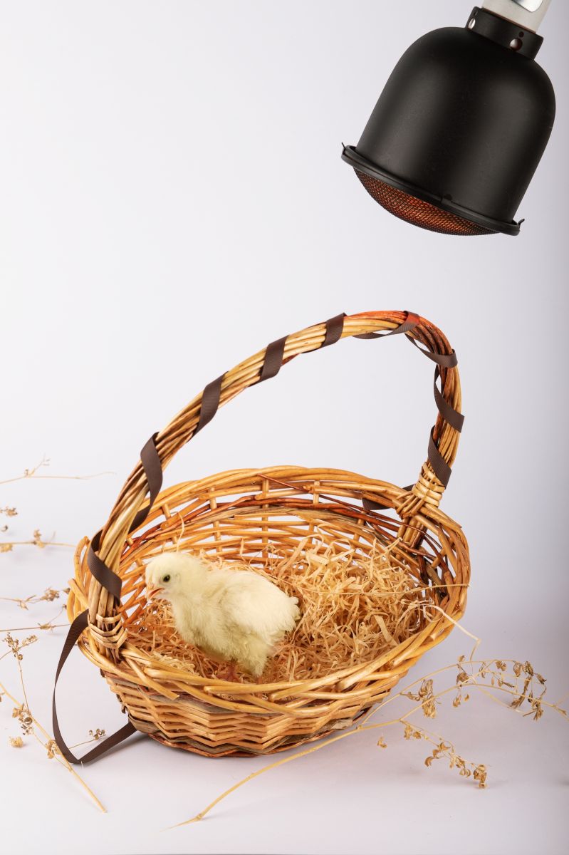 Светильник для террариумов и брудеров Эра FITO-E27-SHADE Б0053286 в #REGION_NAME_DECLINE_PP#