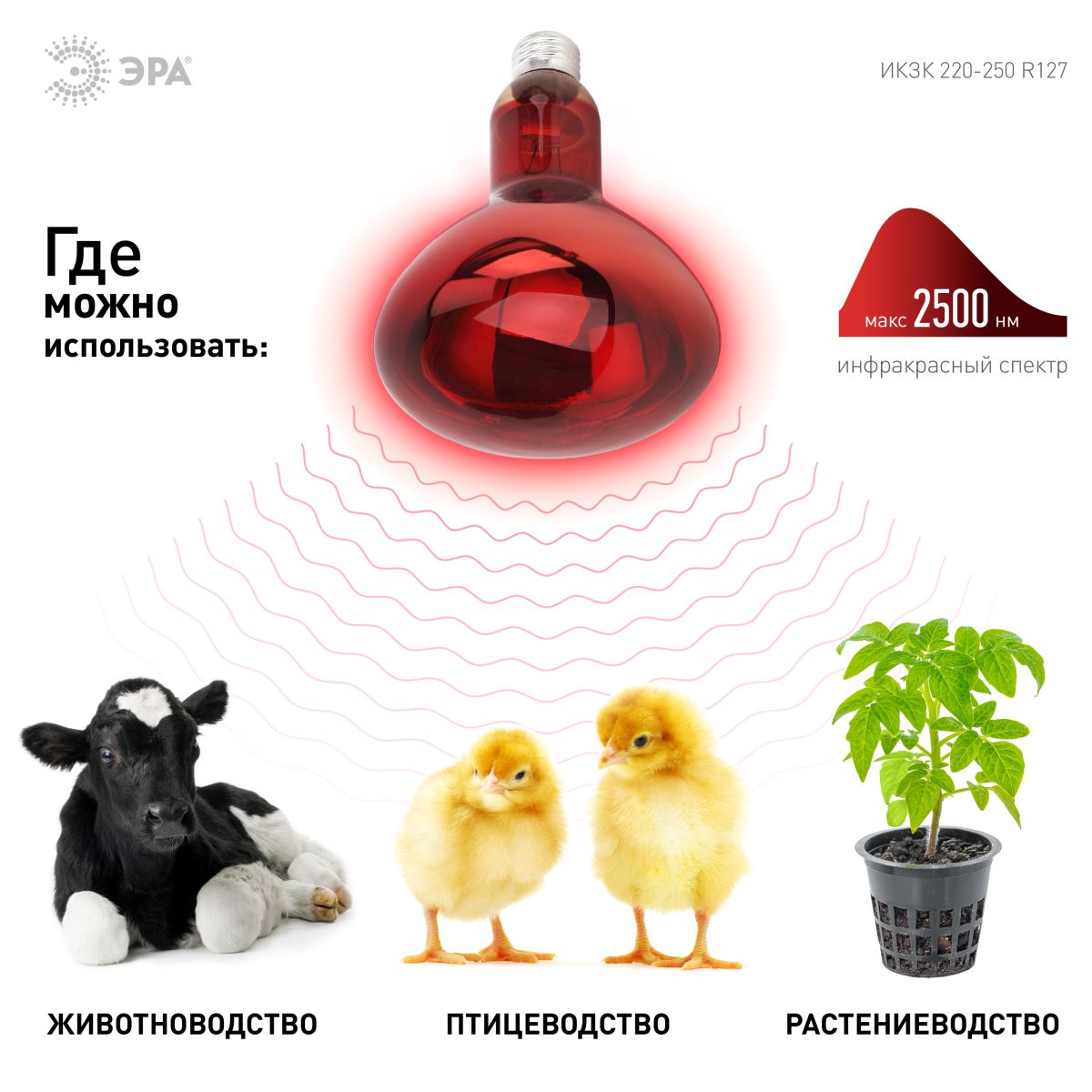 Инфракрасная лампа для обогрева животных и освещения Эра ИКЗК 220-250 R127 Б0055442 в Санкт-Петербурге